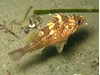 Photo of Sebastes maliger